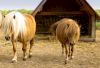 Falabella-Ponys lieben Gesellschaft